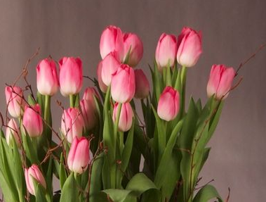 Tulpen gehören wirklich zum Frühling. Schauen Sie sich die besten Tulpendekorationen hier an!